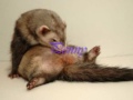 Ferret XXX Pin-ups 2007!