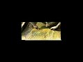 Guyana Gold Project