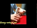 Dog trick with dried meat