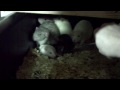Rodent Room January 2010
