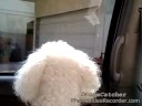 Talking Dogs 1