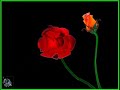 O Pequeno Pr�ncipe - Antoine de Saint - Exup�ry - Cativar