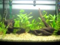 My first planted tank (dwarf cichlids)