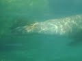 Seal at the zoo
