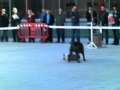 Ver Video