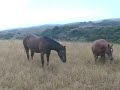 Horsing Around