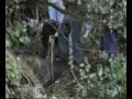 Déterrage Renard - Vénerie sous terre - Fox Hunting - Animal Cruelty