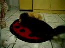 Deita e rola 1/4