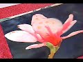 Magnolia Bloom DVD Trailer Magnolia Bloom DVD Trailer