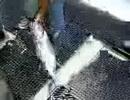 Albacore 2007