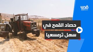 موسم حصاد القمح في سهل ترمسعيا شمال شرق رام الله.