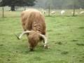 Hamish Highland Bull