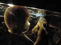 jacuzzi-potamotrygon-motoro.html