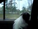 Chasing Cars