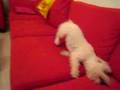 Bichón Frisé video