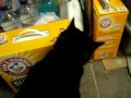 Pussy CAT that talks