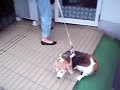 狂犬病