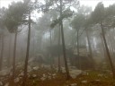 Niebla