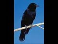 Gnorimopsar chopi - Graúna ou Pássaro Preto