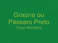 Gnorimopsar chopi - Graúna ou Pássaro Preto
