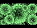 The H1N1 Swine Flu: A Look Inside