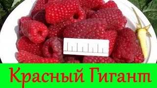 Сажаем малину весной Сажаем малину весной