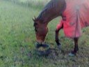 Ex Racehorse playing with feed bucket