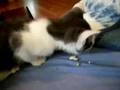 Kitten Eating Popcorn