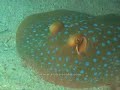Lang Tengah, Malaysia Scuba Diving - www.i-like-scuba.com