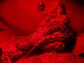 welcome my two ball pythons to You Tube.