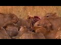 Afrika Serengeti Aslanları Muhteşem Avcılar  Süper Sürü Belgesel