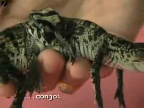 Un Cocodrilo de 2 Cabezas - Cocodrilos Siameses ¡Increible!