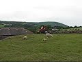 Massey-Ferguson 135 Tractor topping pasture (2)