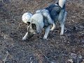 Elkhound and cat