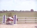that cheeky money the cutest pony in my eyes