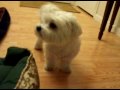sparkey-maltese-reverse-sneezing.html