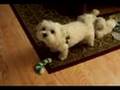 Maltese video