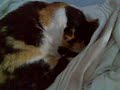 meisha the cat meoww sneeze
