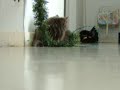 crazy cat mat and mimi