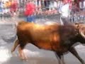 Cuellar 2007 - Encierros