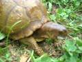 videos de Sheldon's Blueberries - A box turtle's favorite treat