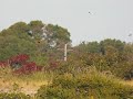 Tree Swallows!