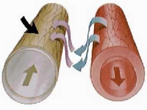How the Body Works : The Lymphatic ...
