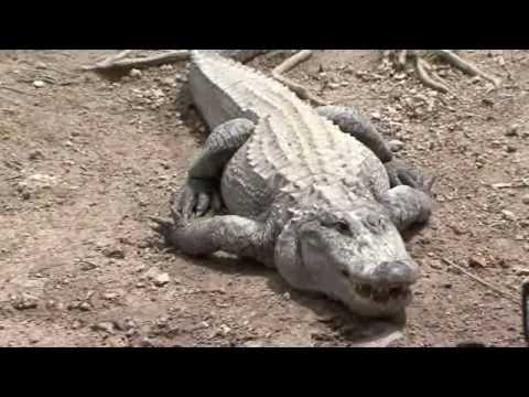 alligator - Virtual Tour of South Florida's oldest Alligator Farm. Explore Unspoiled Florida at its wildest. See Alligator Shows, Snake Shows, and Alligator Feedings. Jo...