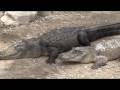 Alligator Farm Video - "Everglades Alligator Farm"