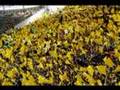 Borussia Dortmund (Die Macht Im Ruhrpott)
