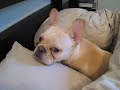 Percy wakes up. It takes him a while.