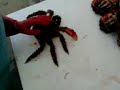 ????????????? Hokkaido Touring Hanasaki Crab