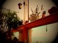Giardino Fiorito Flowers piante Grasse Ristorante Restaurant