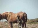 newly born foal